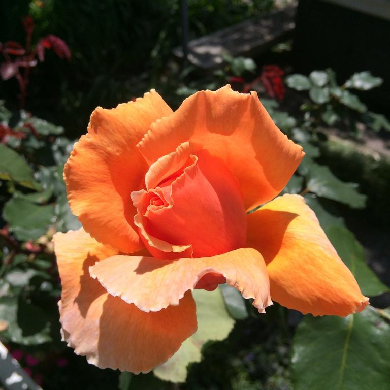 Blairgowrie House Bed & Breakfast Cambridge Ngoại thất bức ảnh